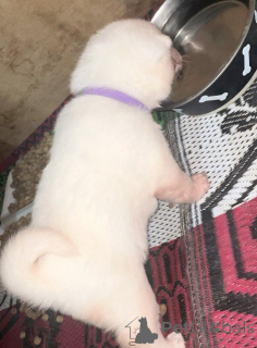 Photo №3. KC Registered Japanese Akita Puppies. Germany