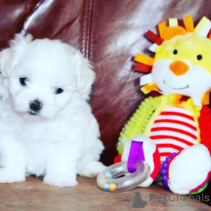 Photo №1. maltese dog - for sale in the city of Stockholm | negotiated | Announcement № 96304