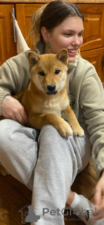 Photo №2 to announcement № 42015 for the sale of shiba inu - buy in Russian Federation breeder
