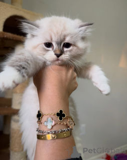 Photo №3. Soft as a song, sweet as a dream Aria brings love and elegance to every heart. Sweden