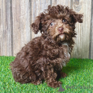 Photo №4. I will sell poodle (toy) in the city of Basel. private announcement - price - 413$