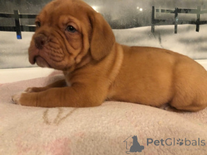 Photo №1. dogue de bordeaux - for sale in the city of Bonito Orental | negotiated | Announcement № 172899