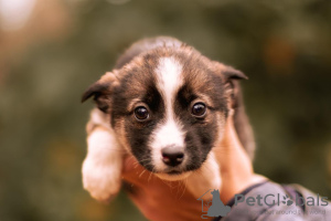 Photo №3. Puppies looking for a home!. Russian Federation