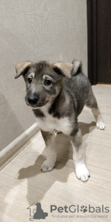 Photo №2 to announcement № 9573 for the sale of west siberian laika - buy in Russian Federation private announcement, breeder