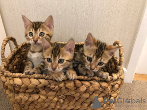 Photo №3. Healthy Bengal Cats kittens available for Caring homes. United States