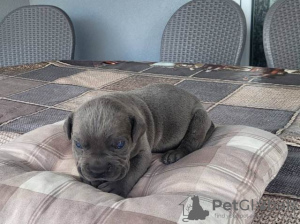 Photo №1. cane corso - for sale in the city of Kragujevac | negotiated | Announcement № 106778