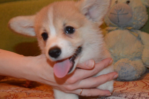 Photo №2 to announcement № 4858 for the sale of welsh corgi - buy in Russian Federation breeder