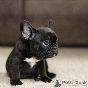 Photo №1. french bulldog - for sale in the city of Cologne | 280$ | Announcement № 119337