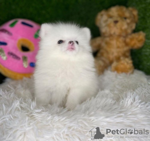 Photo №1. pomeranian - for sale in the city of Titusville | 300$ | Announcement № 84940