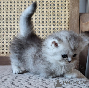 Photo №1. munchkin shorthair - for sale in the city of Könnern | 361$ | Announcement № 174776