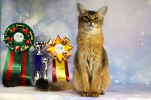 Photo №1. somali cat - for sale in the city of Voronezh | Negotiated | Announcement № 4094