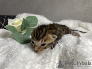Photo №2 to announcement № 97088 for the sale of bengal cat - buy in Russian Federation breeder
