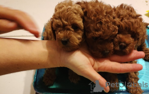 Photo №3. Red toy poodle puppies. Serbia