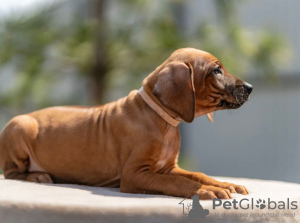 Additional photos: Rhodesian Ridgeback puppies