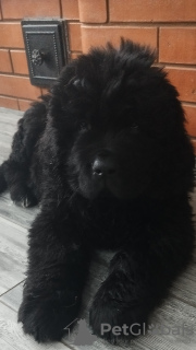 Photo №1. newfoundland dog - for sale in the city of Белоозерск | negotiated | Announcement № 89881