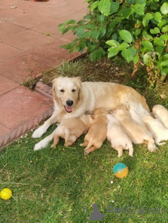 Photo №2 to announcement № 174995 for the sale of golden retriever - buy in Germany private announcement