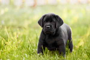 Photo №3. Black labrador puppies (FCI). Russian Federation