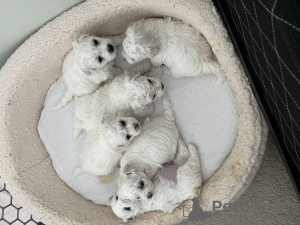 Additional photos: bichon frise puppies