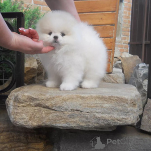 Photo №3. pomeranian. Germany