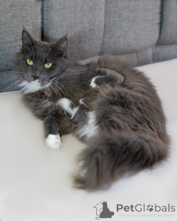 Photo №3. Gracie is a special cat with a special paw.. Russian Federation