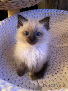 Photo №2 to announcement № 174840 for the sale of ragdoll - buy in Germany breeder