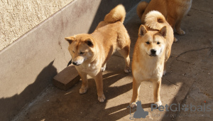 Photo №3. Shiba Inu puppies. Serbia
