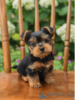 Photo №1. yorkshire terrier - for sale in the city of Stockholm | negotiated | Announcement № 96327