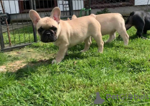 Photo №3. Gorgeous French Bulldog puppies available. United States