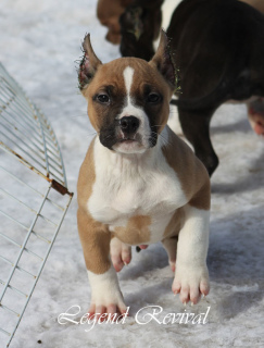 Photo №4. I will sell american staffordshire terrier in the city of Москва. from nursery - price - 391$