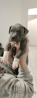 Photo №1. american pit bull terrier - for sale in the city of Berlin | negotiated | Announcement № 163017