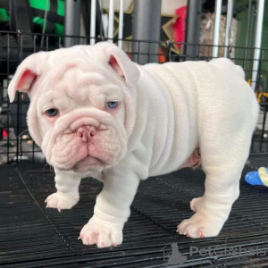 Photo №1. english bulldog - for sale in the city of Houston | negotiated | Announcement № 73286