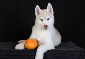 Photo №2 to announcement № 1038 for the sale of siberian husky - buy in Russian Federation from nursery