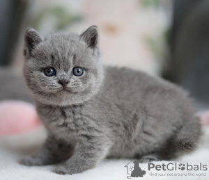 Photo №2 to announcement № 103779 for the sale of british shorthair - buy in Germany private announcement