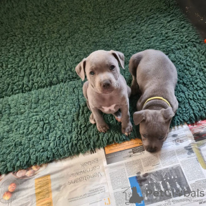 Photo №1. staffordshire bull terrier - for sale in the city of Stockholm | 475$ | Announcement № 78838