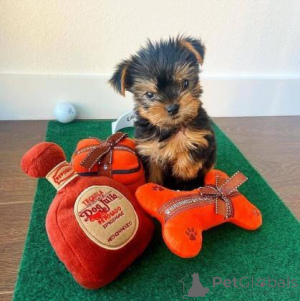Photo №1. yorkshire terrier - for sale in the city of Mannheim | negotiated | Announcement № 160054