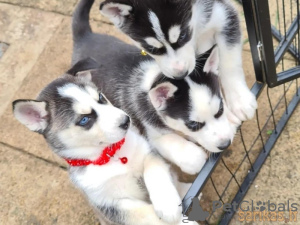 Photo №1. siberian husky - for sale in the city of Senec | 354$ | Announcement № 29249