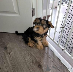 Photo №1. yorkshire terrier - for sale in the city of Jūrmala | negotiated | Announcement № 160019
