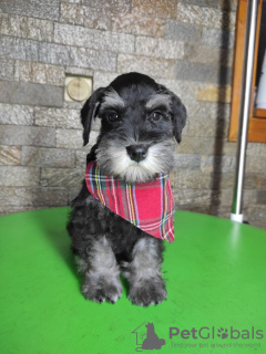 Photo №4. I will sell schnauzer in the city of Leskovac. breeder - price - negotiated