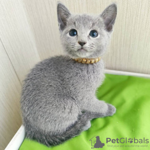 Photo №1. russian blue - for sale in the city of Brussels | 211$ | Announcement № 123545