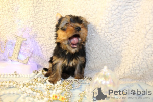 Photo №2 to announcement № 19573 for the sale of yorkshire terrier - buy in Israel private announcement, breeder