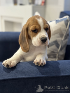 Photo №1. beagle - for sale in the city of New York Mills | 400$ | Announcement № 102247