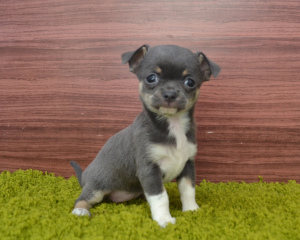 Photo №1. chihuahua - for sale in the city of Cherepovets | Negotiated | Announcement № 1225