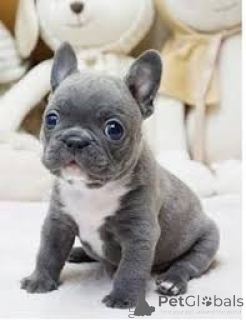 Photo №2 to announcement № 135902 for the sale of french bulldog - buy in Germany 