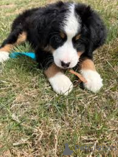 Photo №2 to announcement № 166758 for the sale of bernese mountain dog - buy in France private announcement, breeder