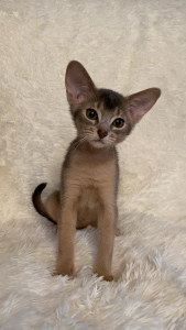 Photo №1. abyssinian cat - for sale in the city of St. Petersburg | 472$ | Announcement № 6006