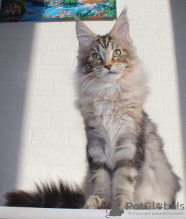 Photo №1. maine coon - for sale in the city of Domodedovo | 1774$ | Announcement № 17059