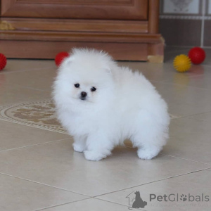 Photo №2 to announcement № 167287 for the sale of pomeranian - buy in Germany private announcement