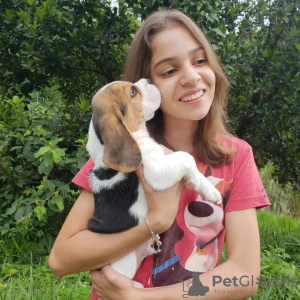 Photo №1. beagle - for sale in the city of Штутгарт | 380$ | Announcement № 123780