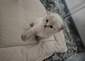 Photo №2 to announcement № 143763 for the sale of ragdoll - buy in Poland breeder