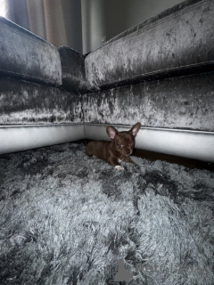 Photo №1. chihuahua - for sale in the city of Munich | 3765$ | Announcement № 139146